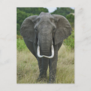 Afrikaanse Elephantna loxodonta, het Spel van Briefkaart