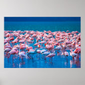 Afrikaanse flamingos. Band van de flamingos Poster (Voorkant)