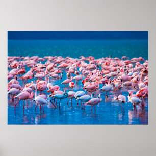 Afrikaanse flamingos. Band van de flamingos Poster