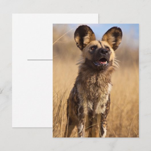 Afrikaanse gekleurde wilde hond briefkaart (Voorkant / Achterkant)