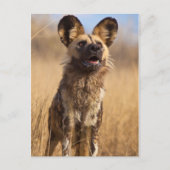 Afrikaanse gekleurde wilde hond briefkaart (Voorkant)