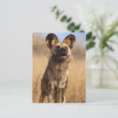 Afrikaanse gekleurde wilde hond briefkaart (Staand voorkant)