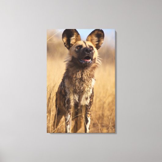 Afrikaanse gekleurde wilde hond canvas afdruk (Voorkant)