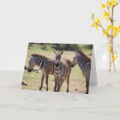 Afrikaanse Gestreepte Kaart (Gele Bloem)