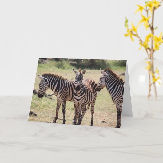 Afrikaanse Gestreepte Kaart (Gele Bloem)