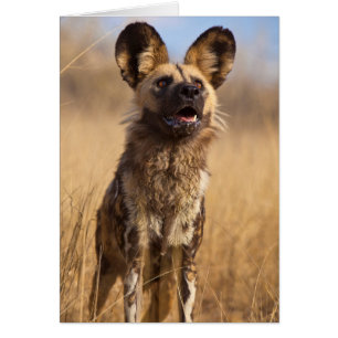 Afrikaanse Geverfde Wilde Hond