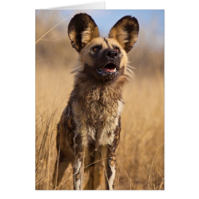 Afrikaanse Geverfde Wilde Hond (Voorkant)