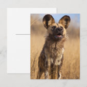 Afrikaanse Geverfde Wilde Hond Briefkaart (Voorkant / Achterkant)