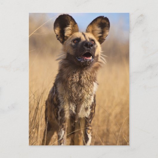 Afrikaanse Geverfde Wilde Hond Briefkaart (Voorkant)