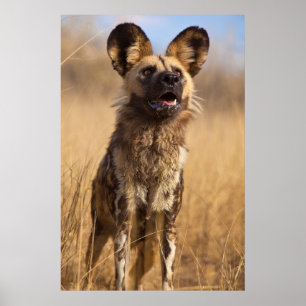 Afrikaanse Geverfde Wilde Hond Poster