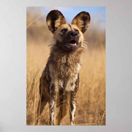 Afrikaanse Geverfde Wilde Hond Poster (Voorkant)