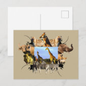 Afrikaanse Giraffe van het wild Lijst Herd Briefkaart (Voorkant / Achterkant)