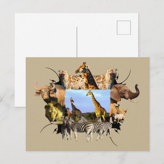 Afrikaanse Giraffe van het wild Lijst Herd Briefkaart (Voorkant / Achterkant)