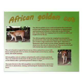 Afrikaanse Gouden Kat Foto Afdruk