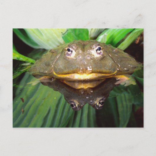 Afrikaanse graveer kikker, Pyxicephalus 2 Briefkaart (Voorkant)