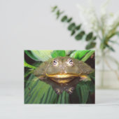 Afrikaanse graveer kikker, Pyxicephalus 2 Briefkaart (Staand voorkant)