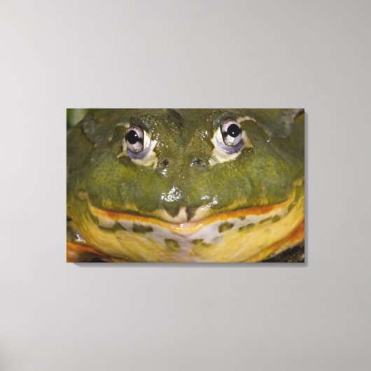 Afrikaanse graveerpad, Pyxicephalus Canvas Afdruk (Voorkant)