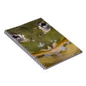 Afrikaanse graveerpad, Pyxicephalus Notitieboek (Rechterzijde)