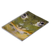 Afrikaanse graveerpad, Pyxicephalus Notitieboek (Linkerzijde)