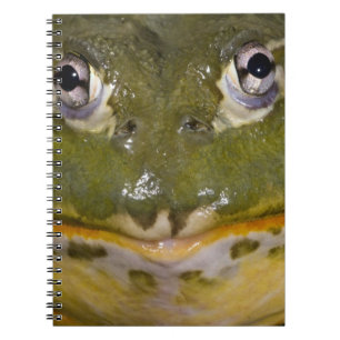 Afrikaanse graveerpad, Pyxicephalus Notitieboek