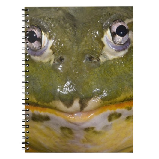 Afrikaanse graveerpad, Pyxicephalus Notitieboek (Voorkant)