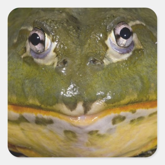 Afrikaanse graveerpad, Pyxicephalus Vierkante Sticker (Voorkant)