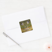Afrikaanse graveerpad, Pyxicephalus Vierkante Sticker (Envelop)
