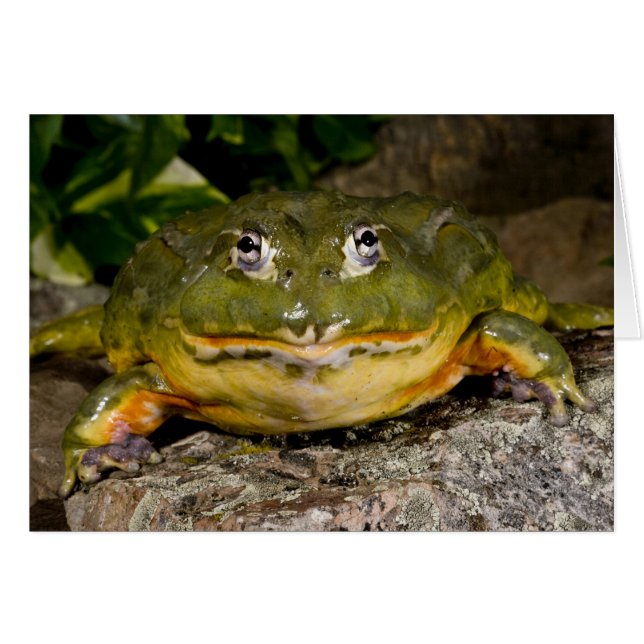 Afrikaanse Gravende Brulkikker, Pyxicephalus (Voorkant Horizontaal)
