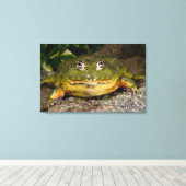 Afrikaanse Gravende Brulkikker, Pyxicephalus 2 Canvas Afdruk (Insitu (Houten vloer))