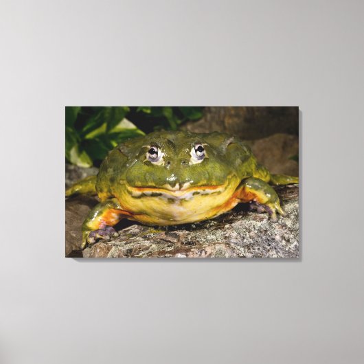 Afrikaanse Gravende Brulkikker, Pyxicephalus 2 Canvas Afdruk (Voorkant)