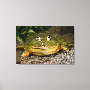 Afrikaanse Gravende Brulkikker, Pyxicephalus 2 Canvas Afdruk