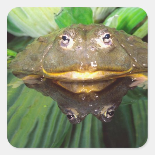 Afrikaanse Gravende Brulkikker, Pyxicephalus 2 Vierkante Sticker (Voorkant)