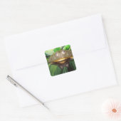 Afrikaanse Gravende Brulkikker, Pyxicephalus 2 Vierkante Sticker (Envelop)