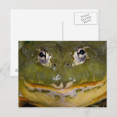 Afrikaanse Gravende Brulkikker, Pyxicephalus Briefkaart (Voorkant / Achterkant)