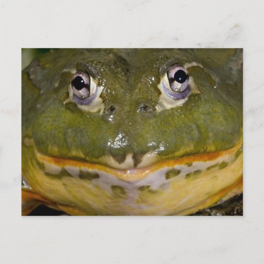 Afrikaanse Gravende Brulkikker, Pyxicephalus Briefkaart (Voorkant)