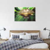 Afrikaanse gravende brulkikker, Pyxicephalus Canvas Afdruk (Insitu (Slaapkamer))