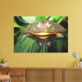 Afrikaanse gravende brulkikker, Pyxicephalus Canvas Afdruk (Insitu (Woonkamer))