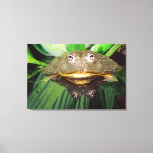 Afrikaanse gravende brulkikker, Pyxicephalus Canvas Afdruk (Voorkant)