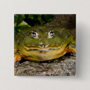 Afrikaanse Gravende Brulkikker, Pyxicephalus Vierkante Button 5,1 Cm
