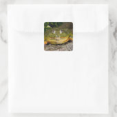Afrikaanse gravende brulkikker, Pyxicephalus Vierkante Sticker (Tas)
