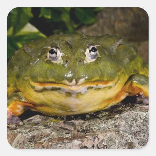 Afrikaanse gravende brulkikker, Pyxicephalus Vierkante Sticker (Voorkant)