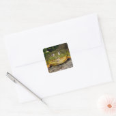 Afrikaanse gravende brulkikker, Pyxicephalus Vierkante Sticker (Envelop)