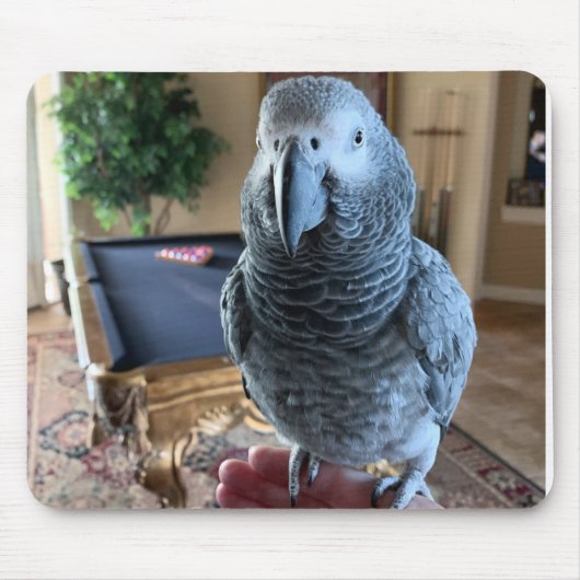 Afrikaanse Gray Parrot-pooltafel Muismat (Voorkant)