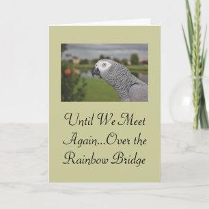 Afrikaanse Grey Parrot Pet Sympathy Kaart