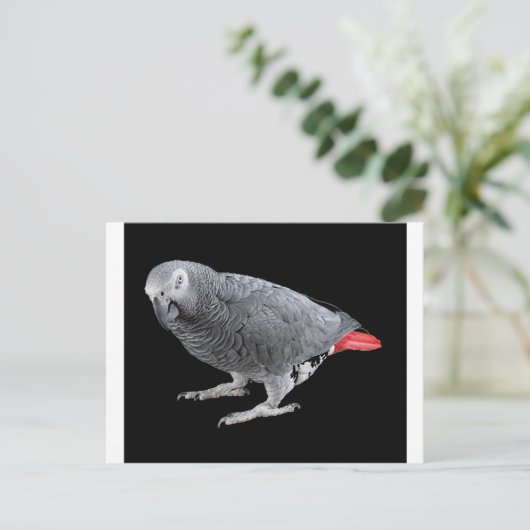 "Afrikaanse grijs" Briefkaart (Staand voorkant)