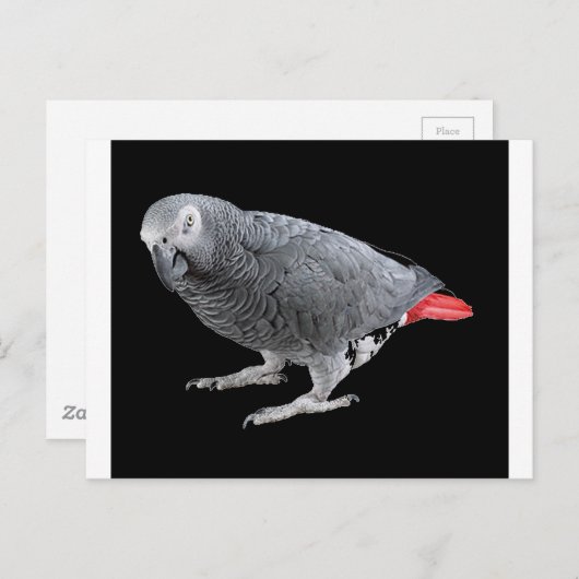 "Afrikaanse grijs" Briefkaart (Voorkant / Achterkant)