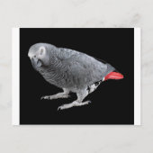 "Afrikaanse grijs" Briefkaart (Voorkant)