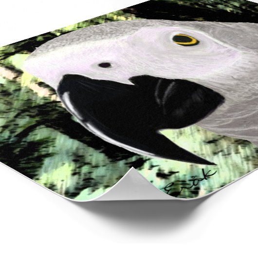 Afrikaanse grijs poster (Hoek)