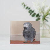 Afrikaanse grijze Briefkaart (Staand voorkant)