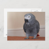 Afrikaanse grijze Briefkaart (Voorkant / Achterkant)